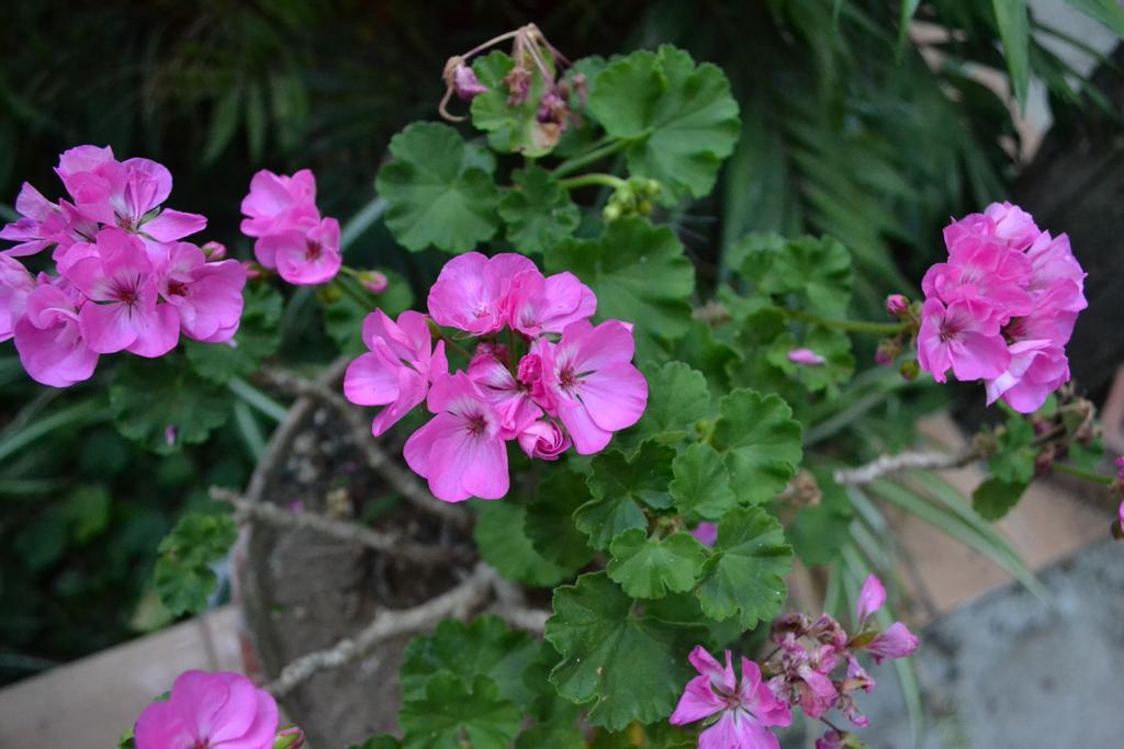 Bed and Breakfast Sorrento Experience Экстерьер фото